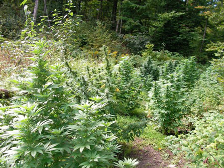 Cultiver du cannabis en plein air
